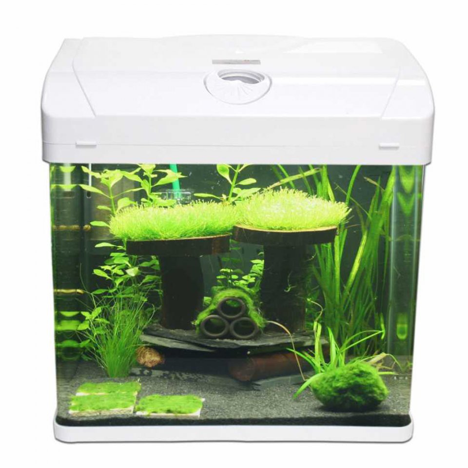 Background Cleaning Aquarium